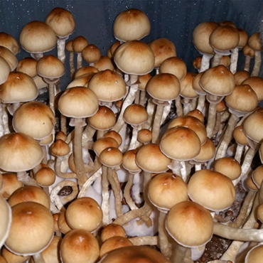 Употребление галлюциногенных грибов