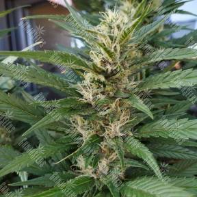 Семена S.A.D. (Sweet Afgani Delicious) feminised Ganja Seeds Fast Version