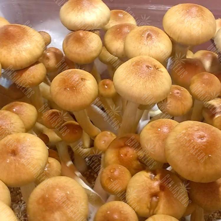 Споровые отпечатки псилоцибиновых грибов  Burma