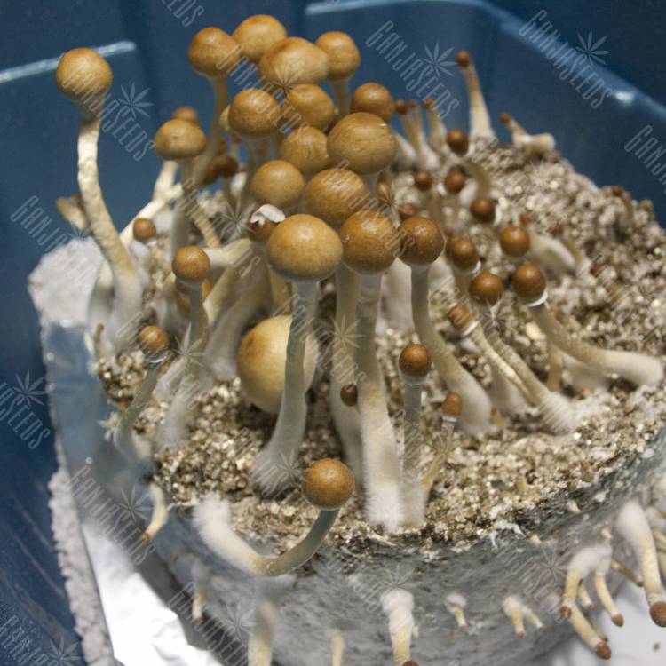 Z-strain Gribo4ek споры галлюциногенных грибов  