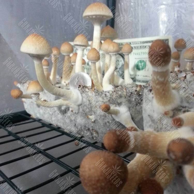 отпечатки псилоцибиновых грибов Москва Orissa