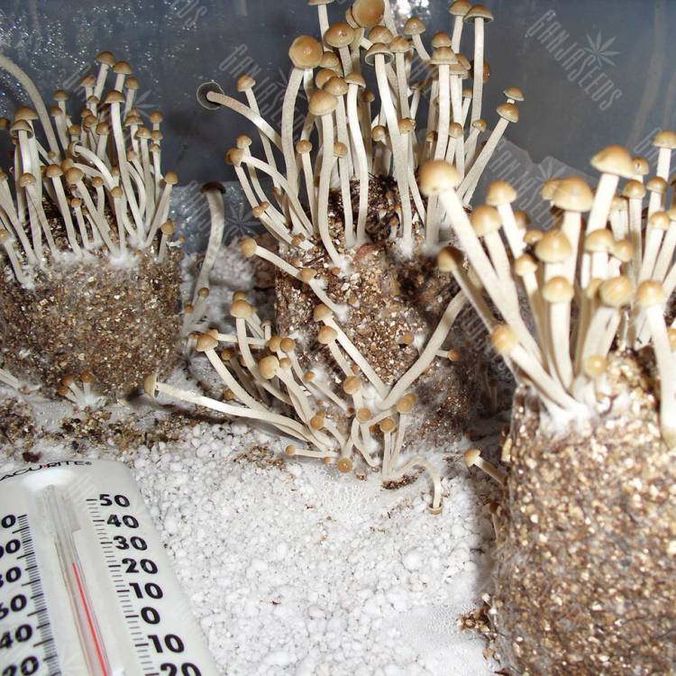 купить отпечатки псилоцибиновых грибов Спб Panaeolus Cambodginiensis 