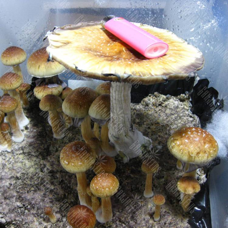 Tasmanian Gribo4ek споры галлюциногенных грибов  