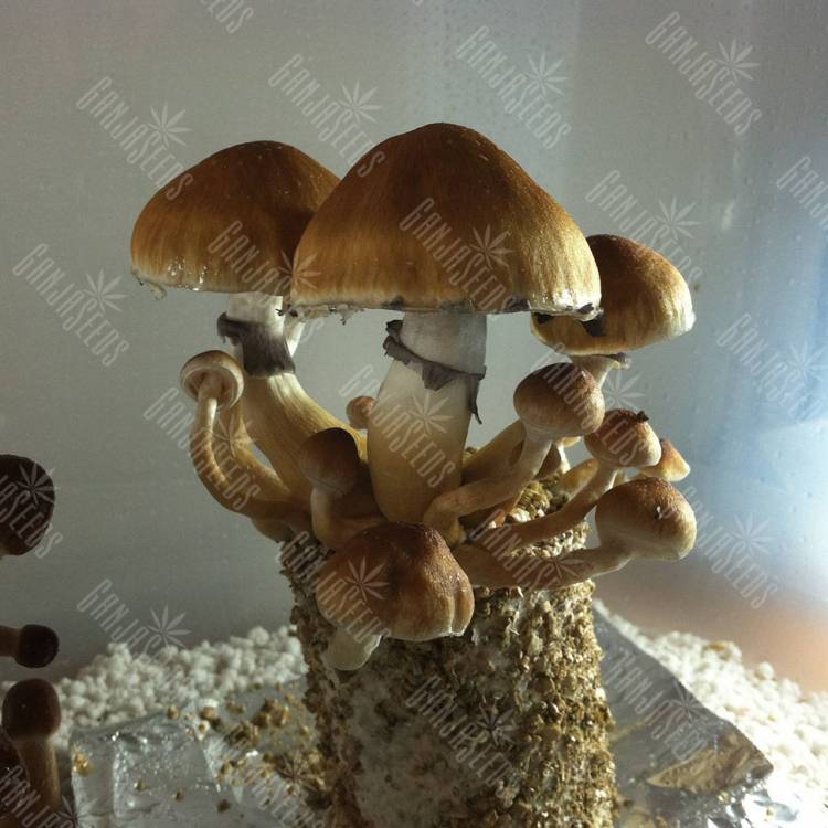 заказать отпечатки псилоцибиновых грибов с доставкой в Спб Cambodian